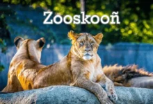 zooskooñ